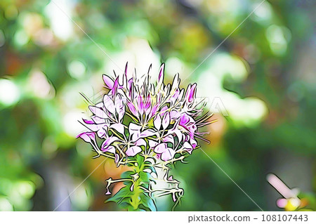 Pastel style “Western style butterfly grass “Cleome”” illustration image 108107443