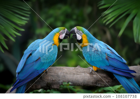 Parrot bird (Severe Macaw) on the branch Parrot bird (Severe Macaw) on the branch 108107738