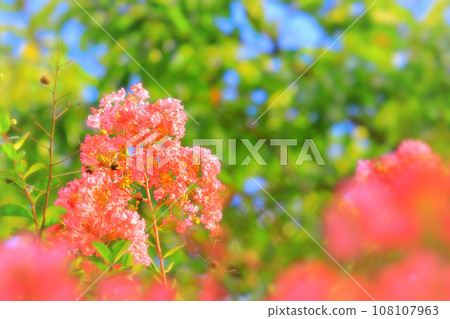 Refreshing pink crape myrtle flowers Refreshing pink crape myrtle flowers 108107963