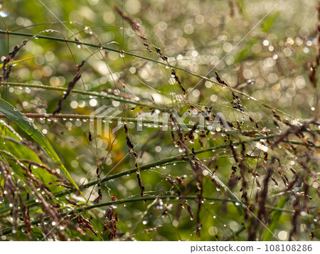 河床上的植物被晨露打濕 108108286