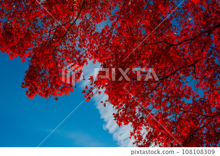 Bright red maple leaves changing color in the autumn sky Bright red maple leaves changing color in the autumn sky 108108309