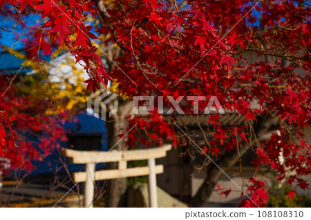 Bright red maple leaves changing color in the autumn sky Bright red maple leaves changing color in the autumn sky 108108310