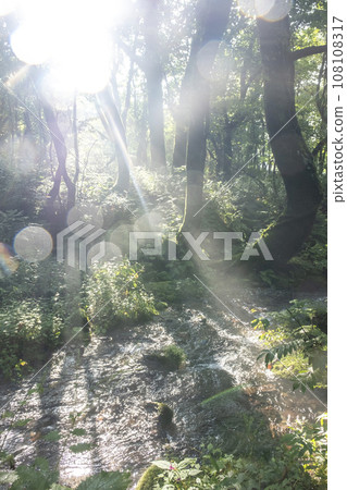 A creek in the forest where the sun shines through the trees A creek in the forest where the sun shines through the trees 108108317