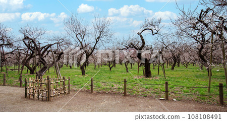Kairakuen plum grove in full bloom 108108491