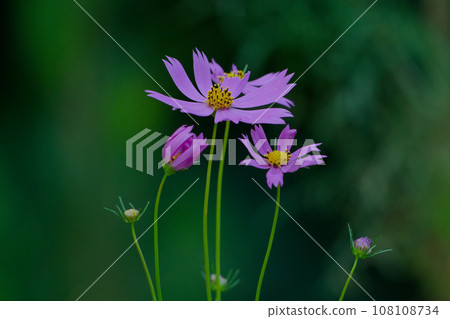 Autumn season pink cosmos flowers 108108734