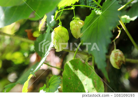 野生啤酒花(果) 野生啤酒花(果) 108109193