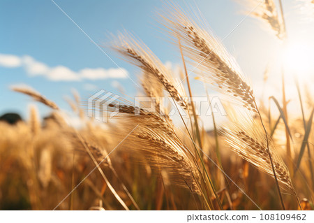 Golden Grass Field on a Sunny Summer Day, A Serene and Beautiful Landscape 108109462