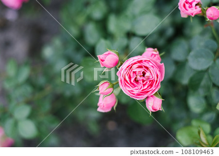 Young roses floribunda Pomponella in summer in the garden 108109463