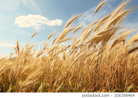 Golden Grass Field on a Sunny Summer Day, A Serene and Beautiful Landscape 108109464
