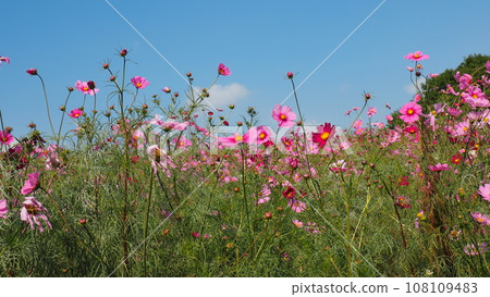 Pink and red cosmos under the blue sky Pink and red cosmos under the blue sky 108109483