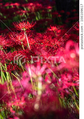 [埼玉縣] 秋天盛開的紅蜘蛛百合 108109617
