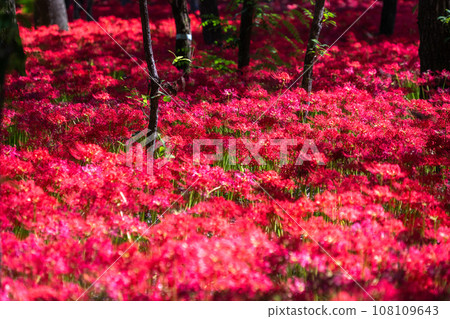 [埼玉縣] 秋天盛開的紅蜘蛛百合 108109643