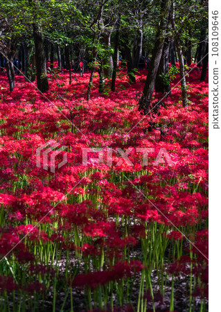 [埼玉縣] 秋天盛開的紅蜘蛛百合 108109646