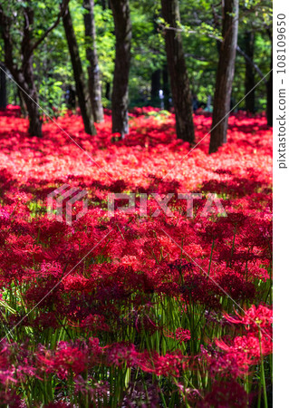 <Saitama Prefecture> Autumnal spider lilies and red spider lilies <Saitama Prefecture> Autumnal spider lilies and red spider lilies 108109650