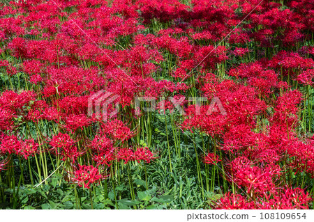 [埼玉縣] 秋天盛開的紅蜘蛛百合 108109654