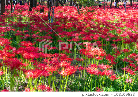 [埼玉縣] 秋天盛開的紅蜘蛛百合 108109658