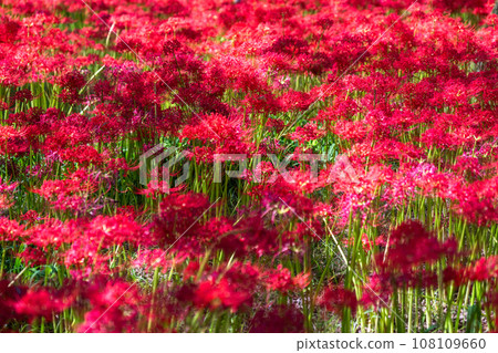 <Saitama Prefecture> Autumnal spider lilies and red spider lilies 108109660
