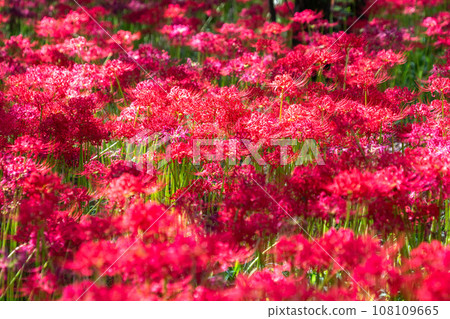 <Saitama Prefecture> Autumnal spider lilies and red spider lilies 108109665