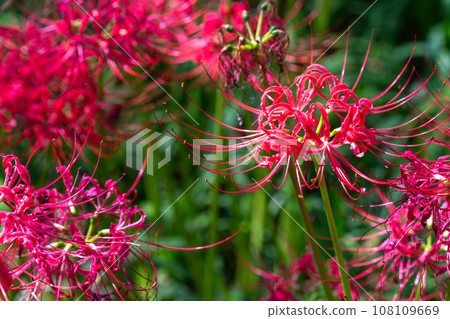 <Saitama Prefecture> Autumnal spider lilies and red spider lilies 108109669