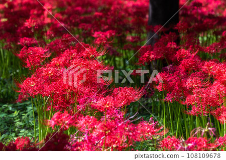 <Saitama Prefecture> Autumnal spider lilies and red spider lilies <Saitama Prefecture> Autumnal spider lilies and red spider lilies 108109678