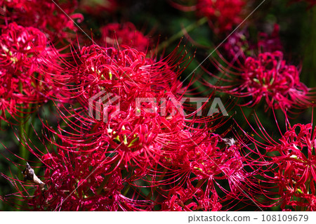 <Saitama Prefecture> Autumnal spider lilies and red spider lilies <Saitama Prefecture> Autumnal spider lilies and red spider lilies 108109679