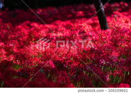 <Saitama Prefecture> Autumnal spider lilies and red spider lilies 108109681
