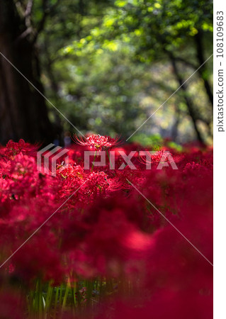 [埼玉縣] 秋天盛開的紅蜘蛛百合 108109683