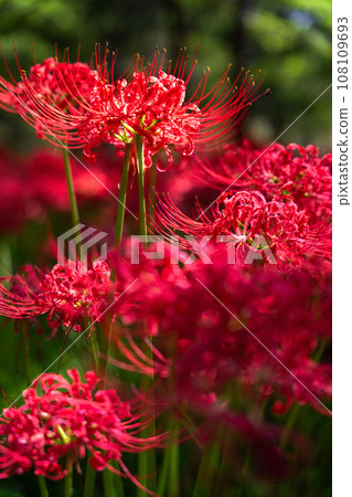 [埼玉縣] 秋天盛開的紅蜘蛛百合 108109693