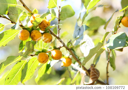 小豆芽果 108109772