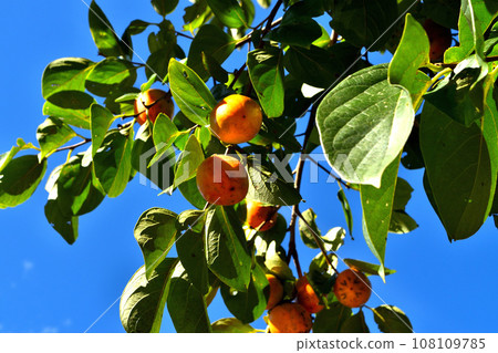 Ripe persimmon Ripe persimmon 108109785