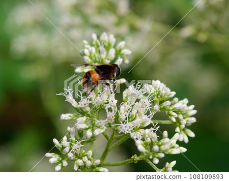 Flower-visiting insects of Bulbulidae, Operidae Flower-visiting insects of Bulbulidae, Operidae 108109893