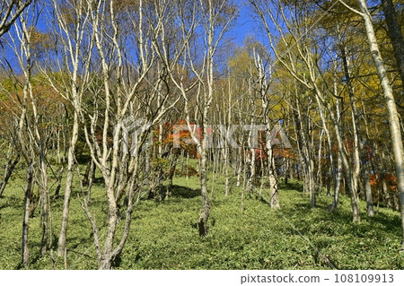 奧日光山半月登山道的秋葉樹木 108109913