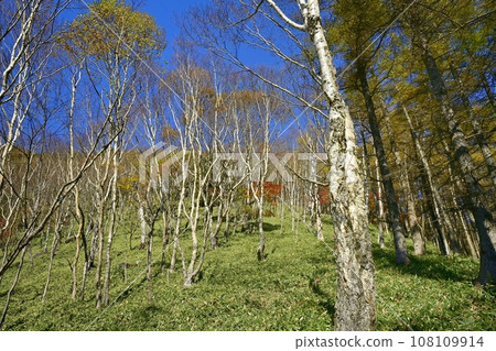 奧日光山半月登山道的秋葉樹木 108109914