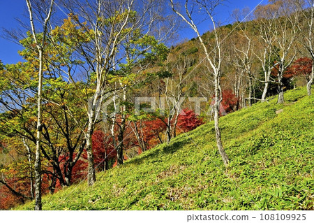 Trees in autumn leaves from the Mt. Oku-Nikko Hangetsu mountain trail Trees in autumn leaves from the Mt. Oku-Nikko Hangetsu mountain trail 108109925