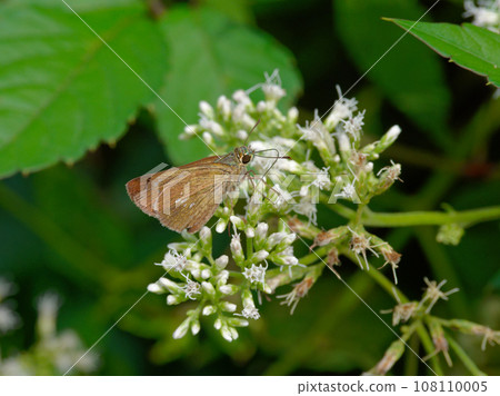 Bulbul flower-visiting insect, Psyllidaceae, Psyllidaceae 108110005