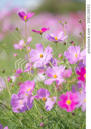 Pink cosmos field Pink cosmos field 108110031