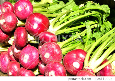 Freshly harvested red turnips Freshly harvested red turnips 108110098