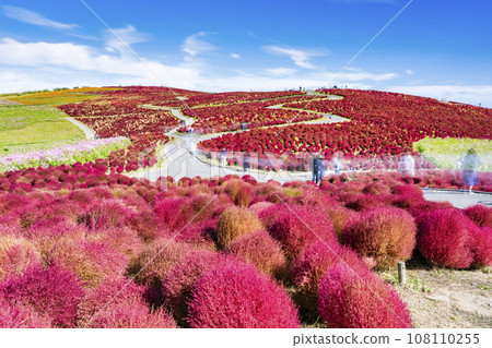 Hitachi Seaside Park in autumn, kochia with red leaves, Hitachinaka City, Ibaraki Prefecture Hitachi Seaside Park in autumn, kochia with red leaves, Hitachinaka City, Ibaraki Prefecture 108110255