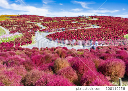 茨城縣常陸那珂市秋天的日立海濱公園、紅葉的地膚 108110256