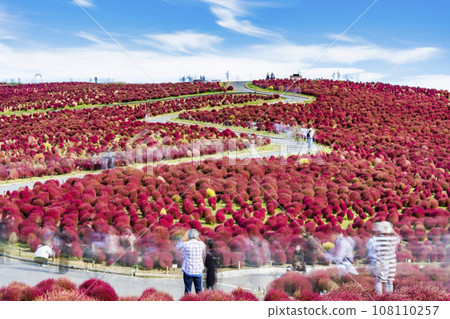 茨城縣常陸那珂市秋天的日立海濱公園、紅葉的地膚 茨城縣常陸那珂市秋天的日立海濱公園、紅葉的地膚 108110257