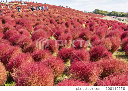 茨城縣常陸那珂市秋天的日立海濱公園、紅葉的地膚 108110258