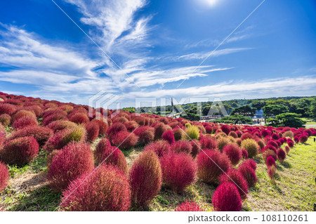 Hitachi Seaside Park in autumn, kochia with red leaves, Hitachinaka City, Ibaraki Prefecture 108110261