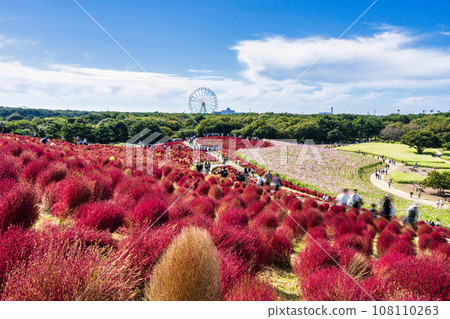 Hitachi Seaside Park in autumn, kochia with red leaves, Hitachinaka City, Ibaraki Prefecture Hitachi Seaside Park in autumn, kochia with red leaves, Hitachinaka City, Ibaraki Prefecture 108110263