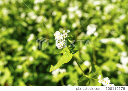 Autumn National Hitachi Seaside Park Buckwheat Flowers Hitachinaka City, Ibaraki Prefecture Autumn National Hitachi Seaside Park Buckwheat Flowers Hitachinaka City, Ibaraki Prefecture 108110276