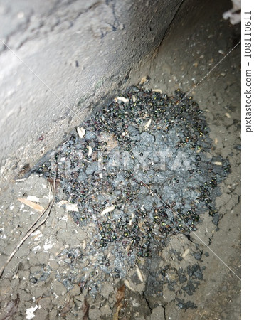 maggots in gutter 108110611