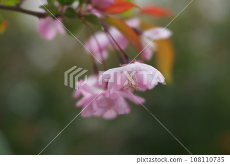 Close-up of Mikaido 108110785