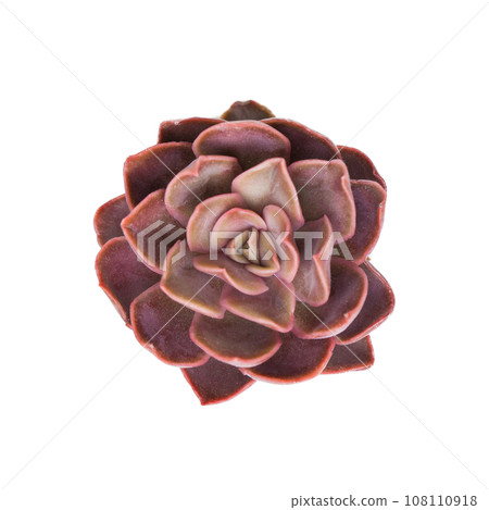 Isolated Echeveria Mirine flower rosette on white background. Succulent houseplant top view Isolated Echeveria Mirine flower rosette on white background. Succulent houseplant top view 108110918