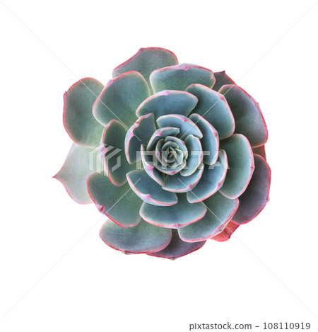 Echeveria muesli Succulent houseplant top view 108110919