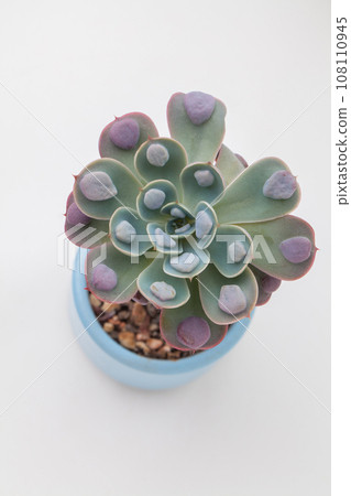 Echeveria raindrops succulent houseplant in pot on white background top view. Rare flower rosette 108110945