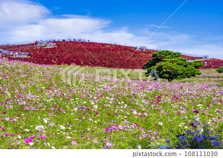 Hitachi Seaside Park in autumn, kochia and cosmos with red leaves, Hitachinaka City, Ibaraki Prefecture 108111030